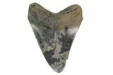 Fossil Megalodon Tooth - Unique Coloration #144301-2